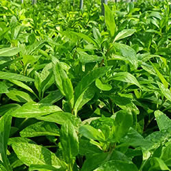 長(zhǎng)壽菜（富貴菜）