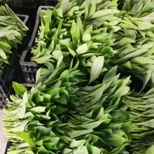 長(zhǎng)壽菜挑選