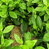 長(zhǎng)壽菜（富貴菜）