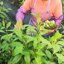 長(zhǎng)壽菜（富貴菜）