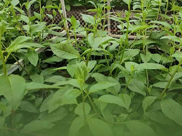 蔬菜大棚種植技術(shù)