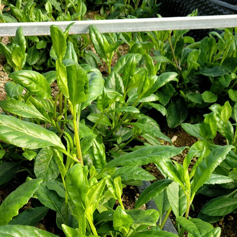 長(zhǎng)壽菜種植