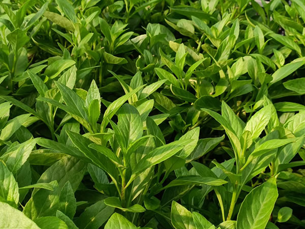 海山農(nóng)科長(zhǎng)壽菜（富貴菜）的特色