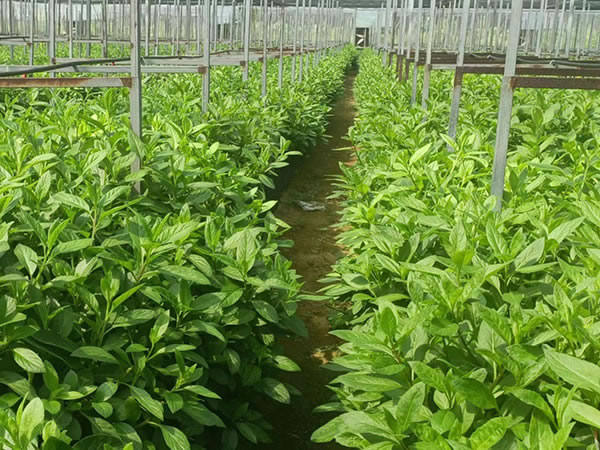 長壽菜（富貴菜）