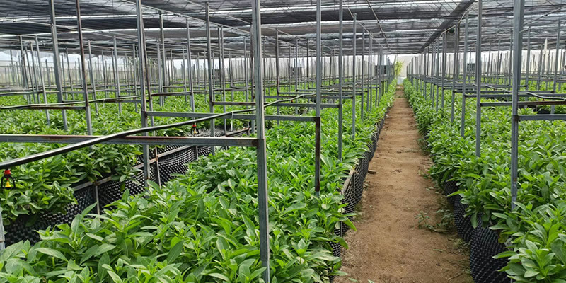 長(zhǎng)壽菜種植基地-erp軟件開(kāi)發(fā)