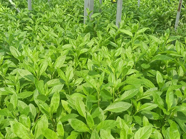 什么是白子菜？吃它有什么好處？
