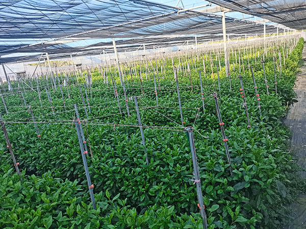 大棚蔬菜種植技術(shù)