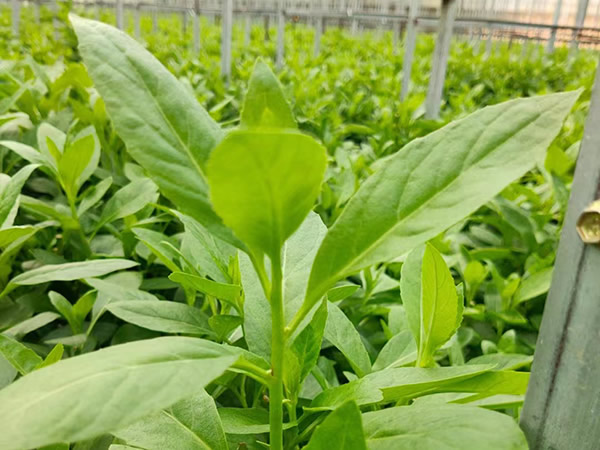 常見問題_長壽菜 (富貴菜)如何養(yǎng)殖？