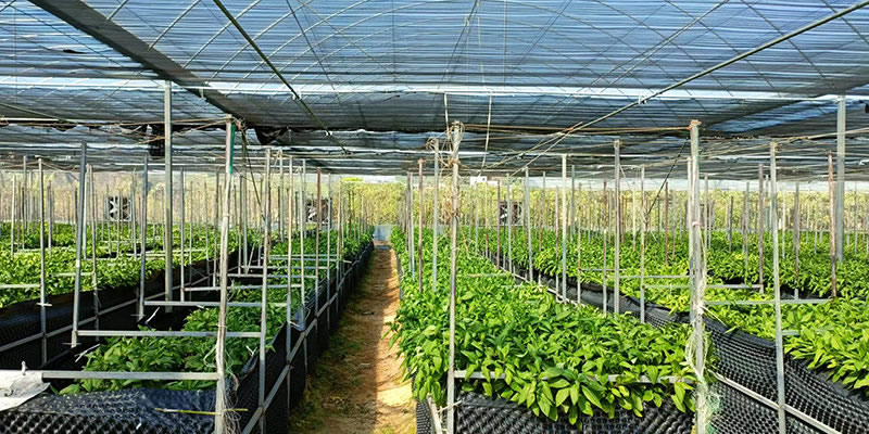 長(zhǎng)壽菜種植基地-erp軟件開(kāi)發(fā)