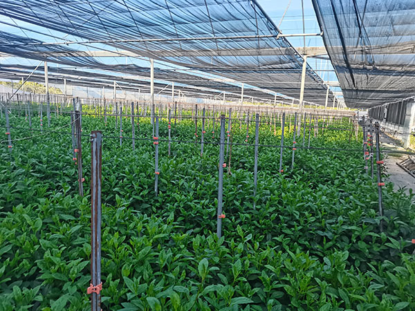 大棚蔬菜種植技術(shù)