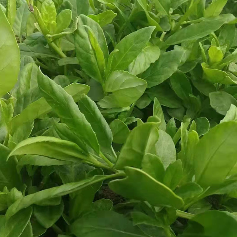 長壽菜種植