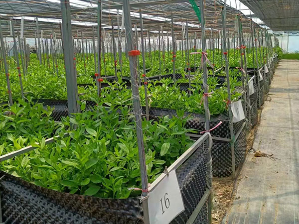 大棚蔬菜種植中常見的問題