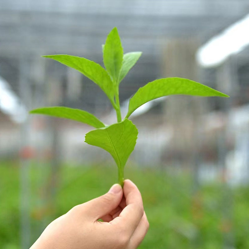 長壽菜種植