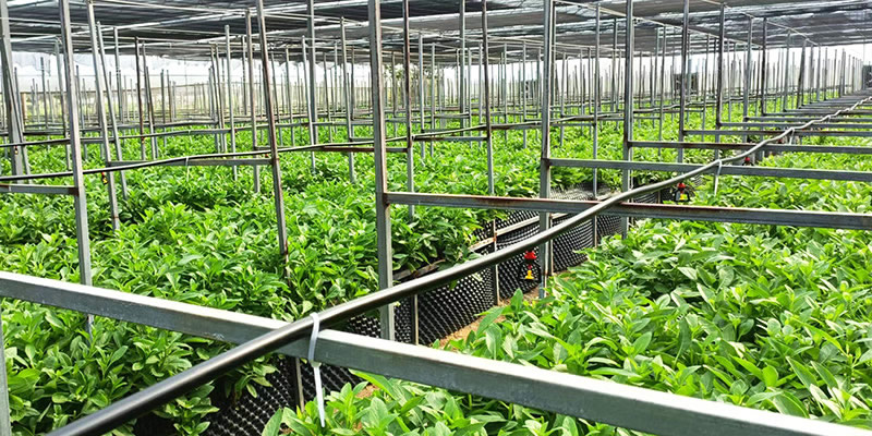 長(zhǎng)壽菜種植基地-erp軟件開(kāi)發(fā)