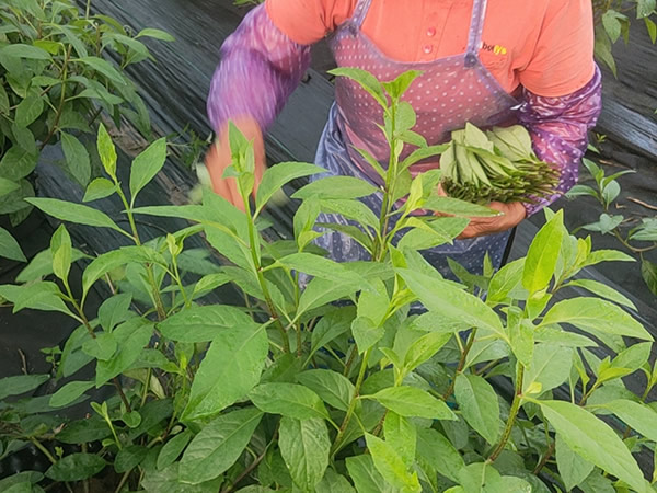 長壽菜