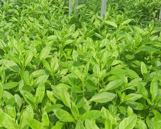 廣州海山生態(tài)農(nóng)業(yè)科技發(fā)展有限公司
