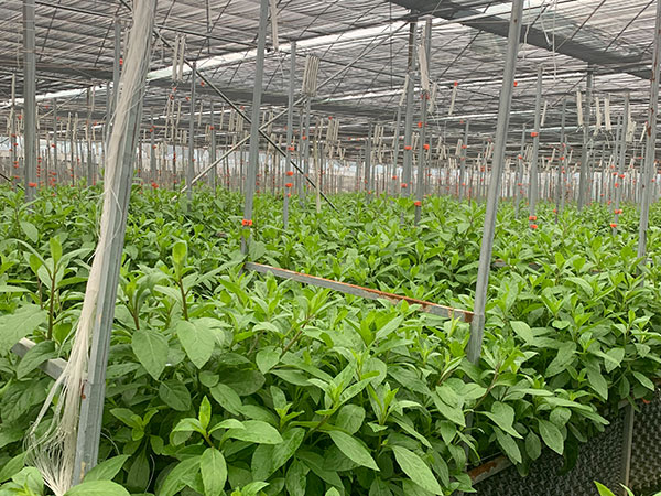 大棚蔬菜種植技術(shù)要點(diǎn)