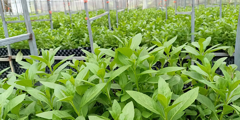 長(zhǎng)壽菜種植基地-erp軟件開(kāi)發(fā)