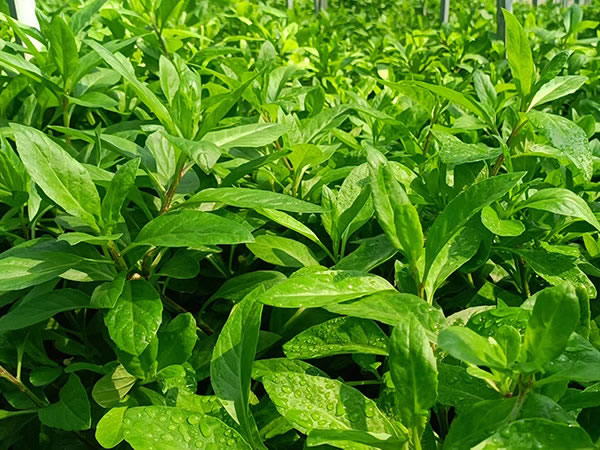 長壽菜
