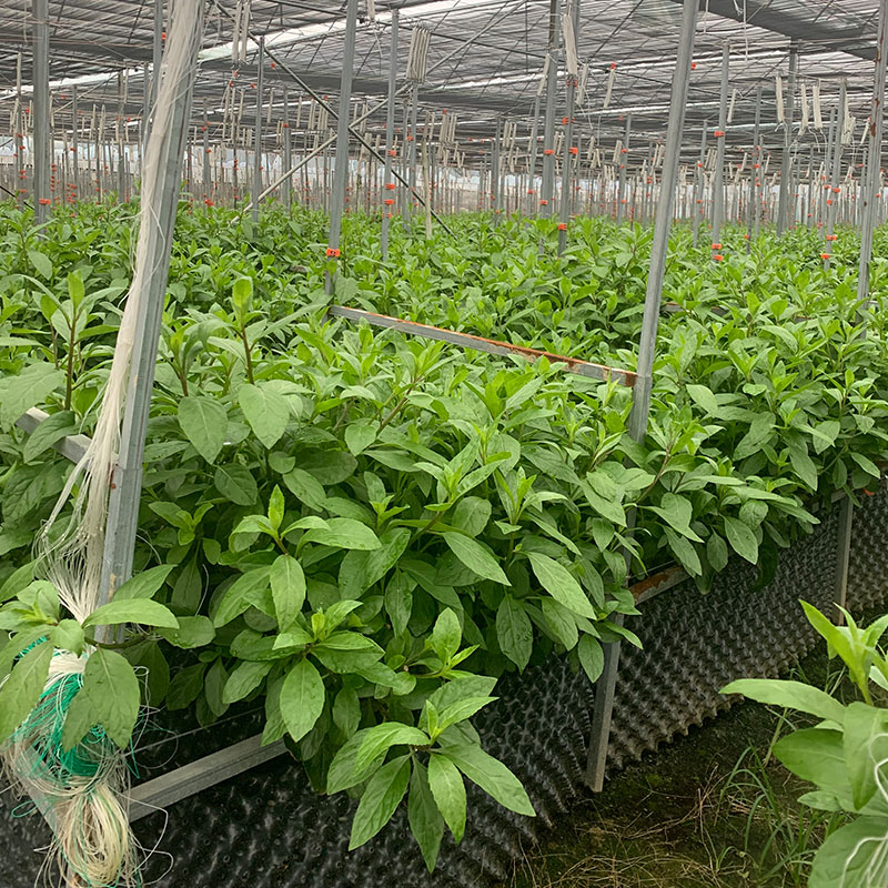 長壽菜種植