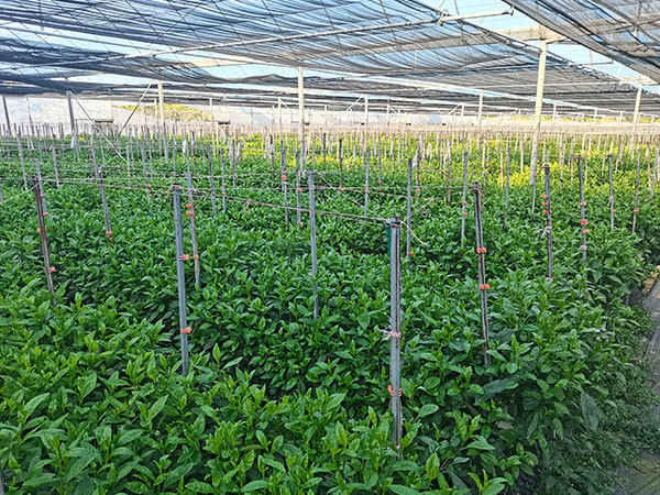 大棚蔬菜種植技術(shù)，無土栽培帶來的經(jīng)濟(jì)價(jià)值