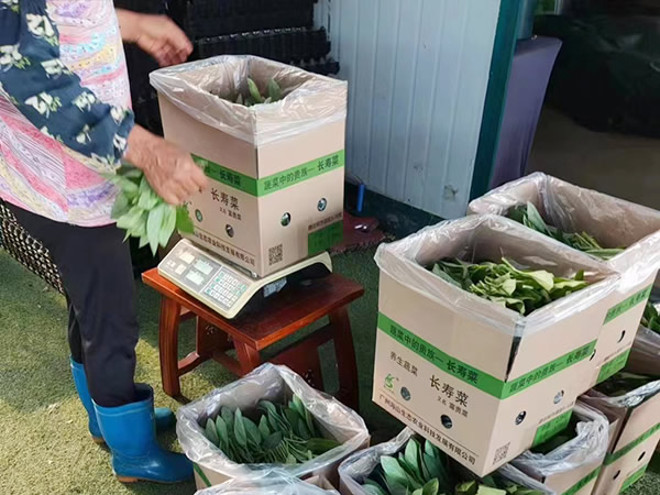 長壽菜