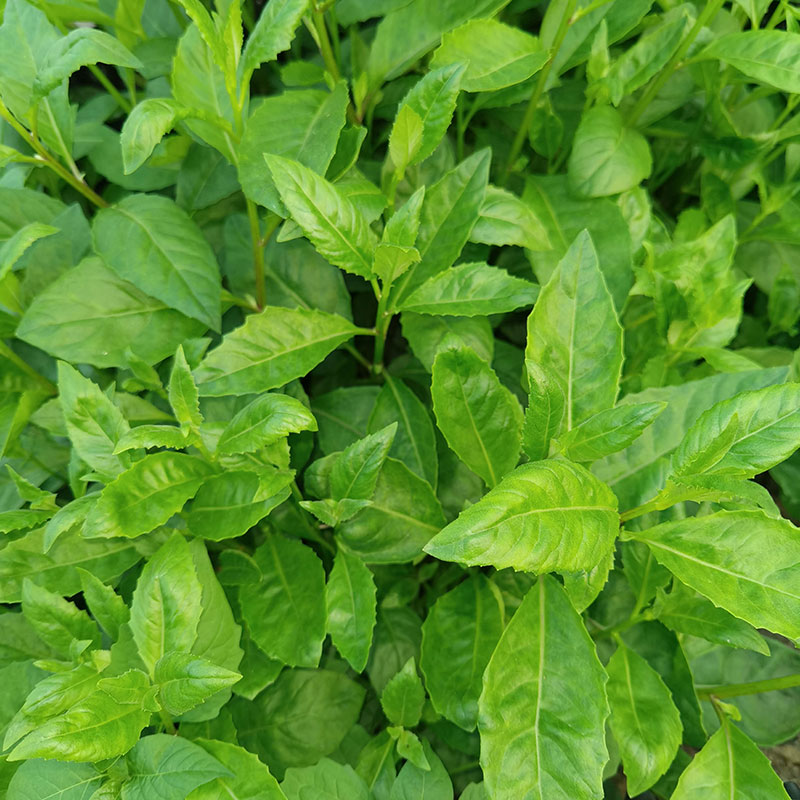 長壽菜種植