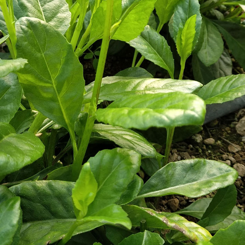 長(zhǎng)壽菜種植