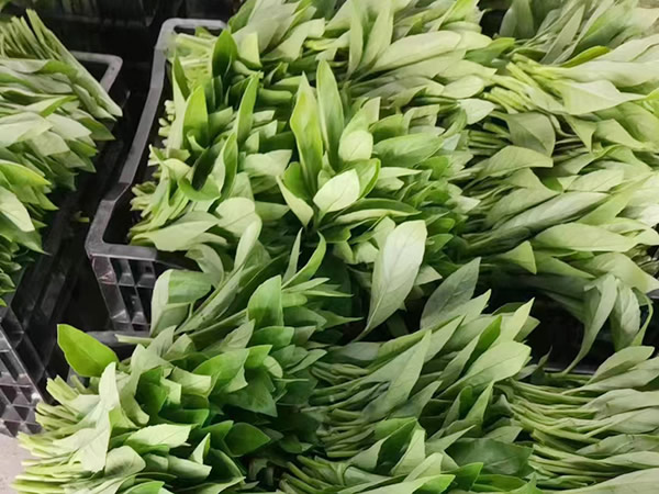 長壽菜